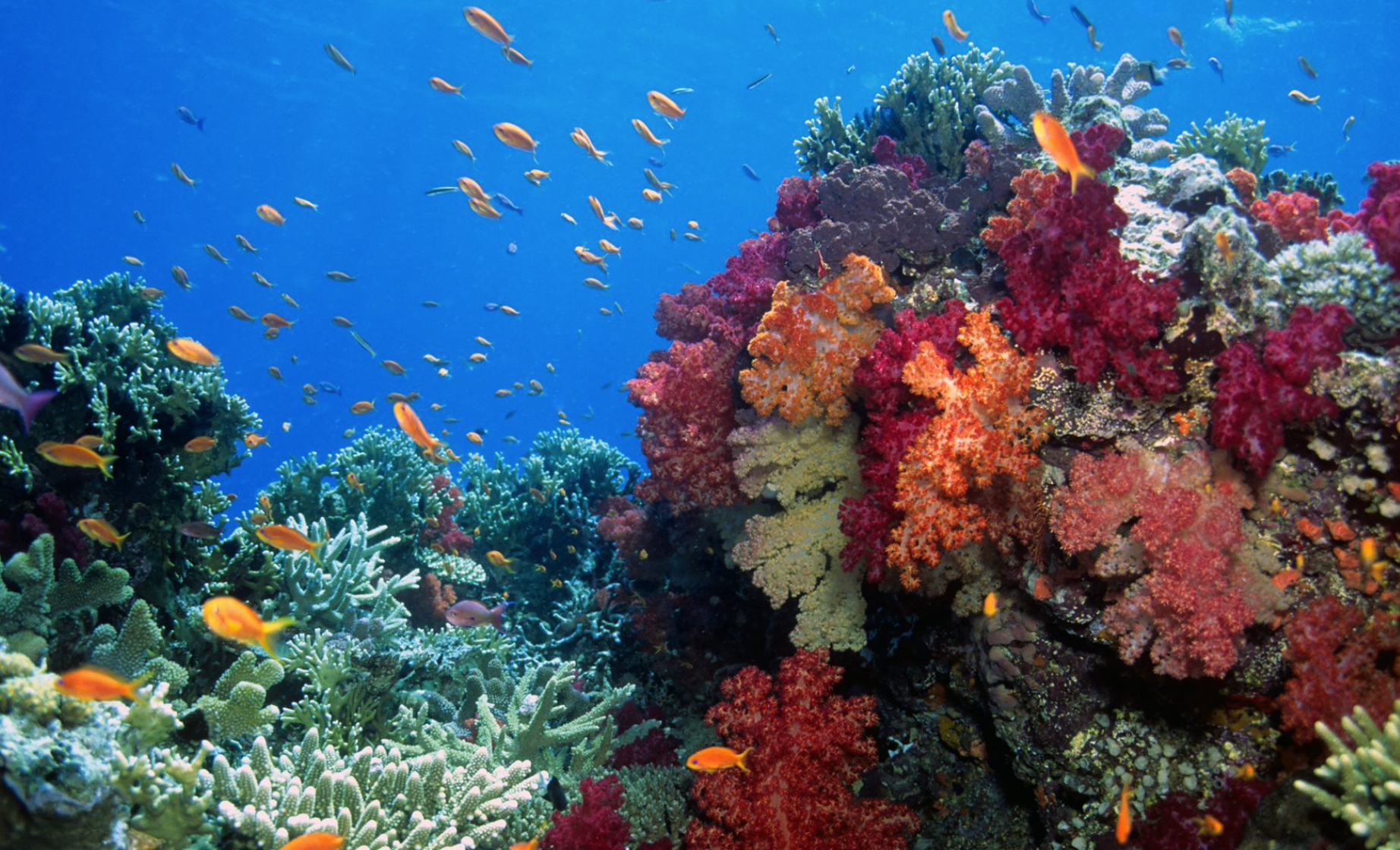 Crisis por masivo blanqueamiento de arrecife de coral de todo el mundo